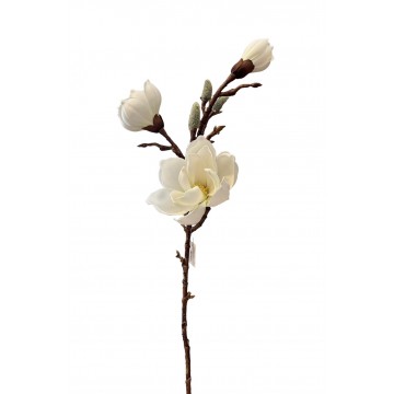 Magnolia h 70 cm