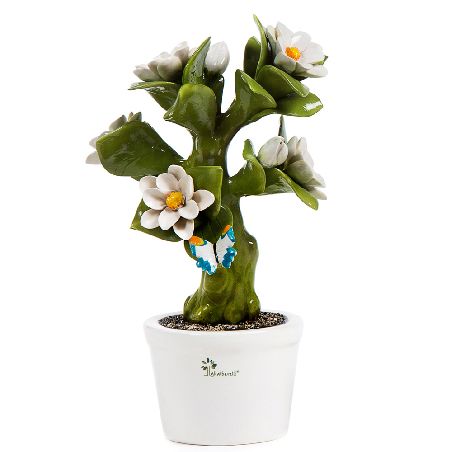 GLI ALBERELLI ALBERO ALLEGRO MAGNOLIA 