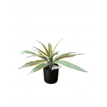 Piantala Agave S ,...