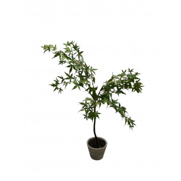 Pianta Ornamentale...